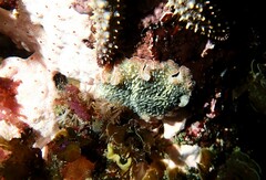 Thysanozoon brocchii