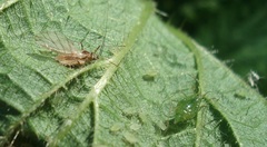 Microlophium carnosum