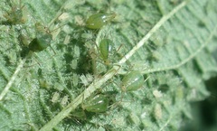 Microlophium carnosum