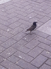 Sturnus vulgaris