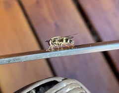 Dasysyrphus tricinctus