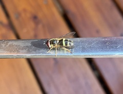 Dasysyrphus tricinctus