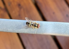 Dasysyrphus tricinctus