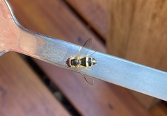 Dasysyrphus tricinctus