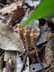 Epirixanthes