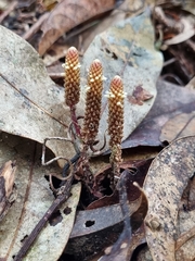 Epirixanthes