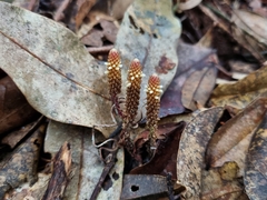 Epirixanthes