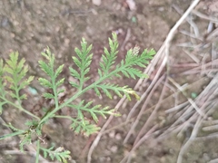Artemisia carvifolia