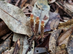 Epirixanthes