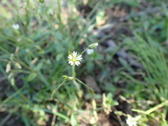Cerastium holosteoides