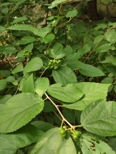 Grewia biloba parviflora
