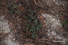 Glandora diffusa