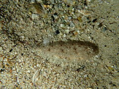 Heteromycteris capensis