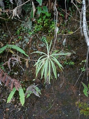 Anaphalis longifolia