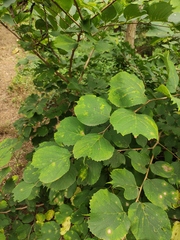 Celtis koraiensis