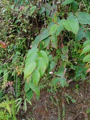 Gaultheria leucocarpa