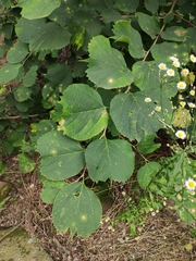 Celtis koraiensis