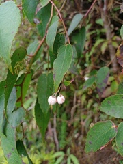 Gaultheria leucocarpa