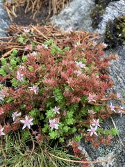 Sedum anglicum