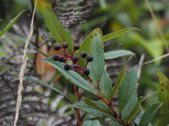 Gaultheria fragrantissima