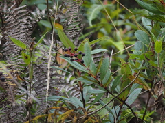 Gaultheria fragrantissima