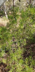 Myoporum montanum