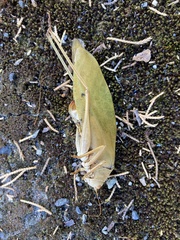 Ruidocollaris truncatolobata