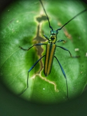 Chloridolum thomsoni