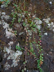 Gaultheria nummularioides