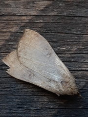 Rhapsa suscitatalis