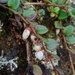 Gaultheria nummularioides - Photo 由 Naufal Urfi Dhiya'ulhaq 所上傳的 (c) Naufal Urfi Dhiya'ulhaq，保留部份權利CC BY-NC