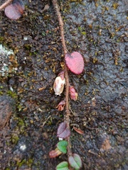 Gaultheria nummularioides