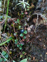 Gaultheria nummularioides