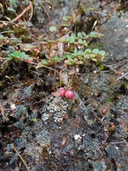 Gaultheria nummularioides