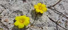 Moraea galaxia