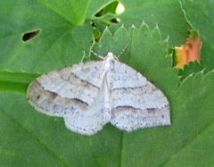 Perizoma parallelolineatum