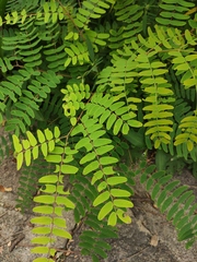 Albizia kalkora