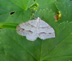 Perizoma parallelolineatum