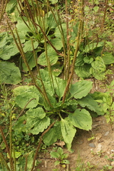 Plantago major