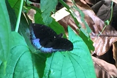 Lexias dirtea merguia