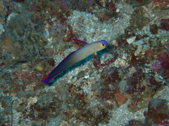 Nemateleotris decora