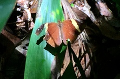 Xanthotaenia busiris