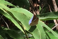 Tanaecia godartii asoka