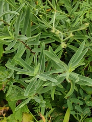 Gypsophila oldhamiana