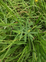 Gypsophila oldhamiana