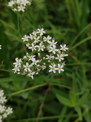 Gypsophila oldhamiana