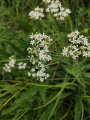 Gypsophila oldhamiana