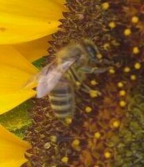 Apis mellifera