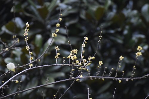 Chimonanthus praecox iNat (3)