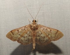 Herpetogramma aeglealis